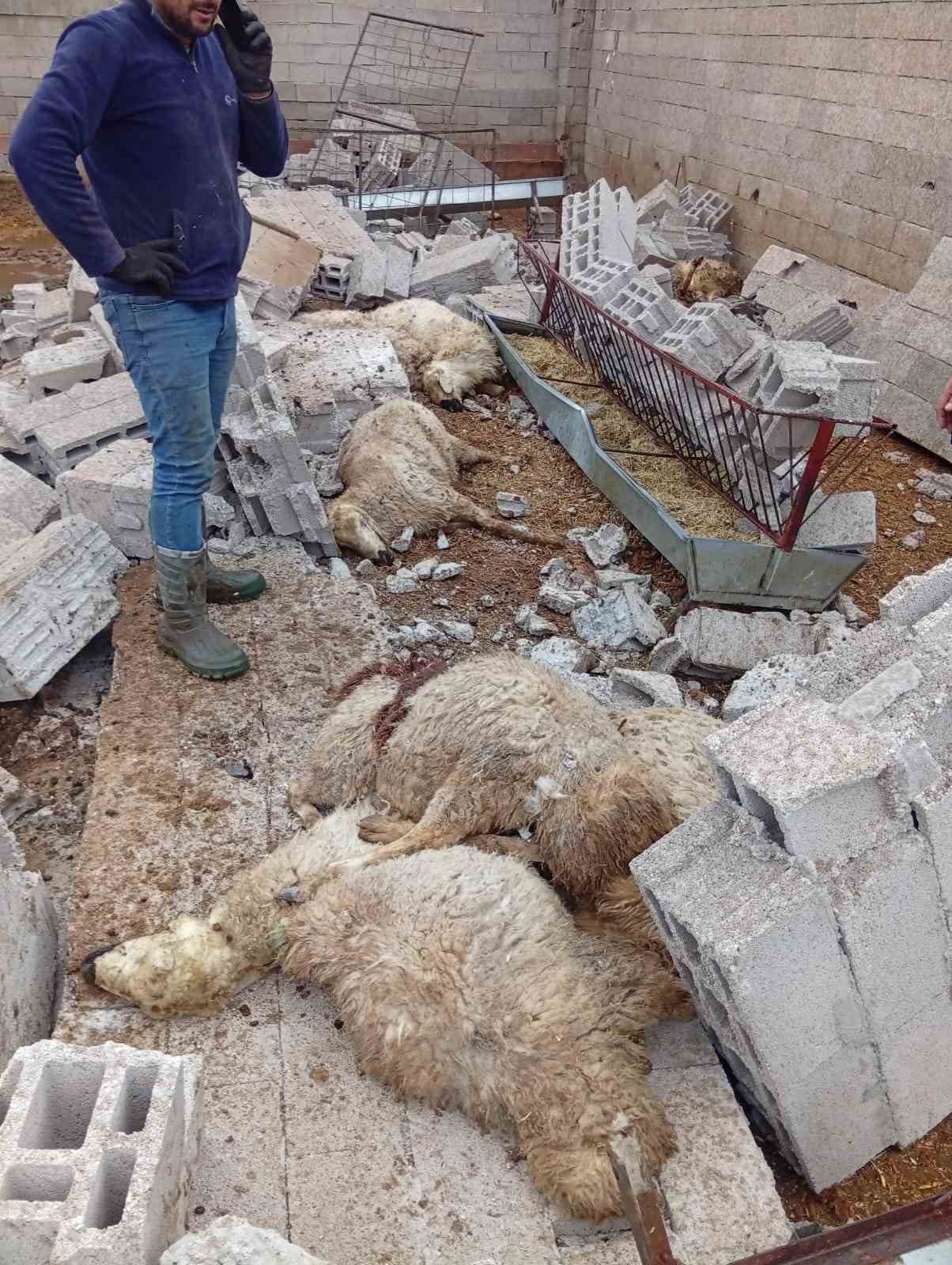 Nevşehir’de fırtına ağıl ve mandırayı vurdu: 12 koyun telef oldu
