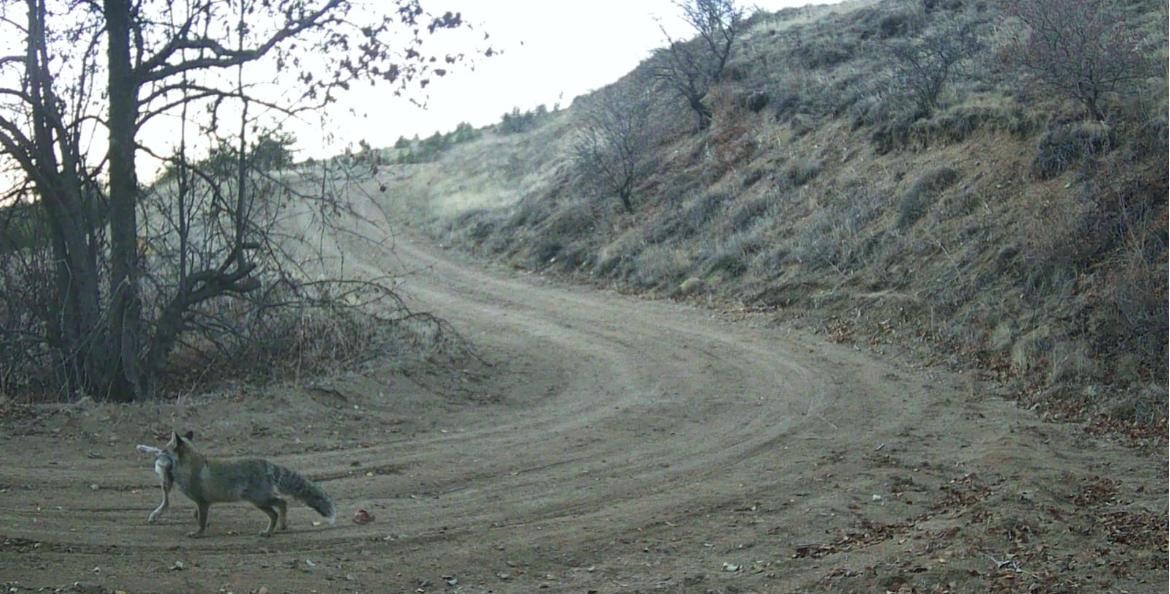Nevşehir’de yaban hayatı fotokapan ile görüntülendi
