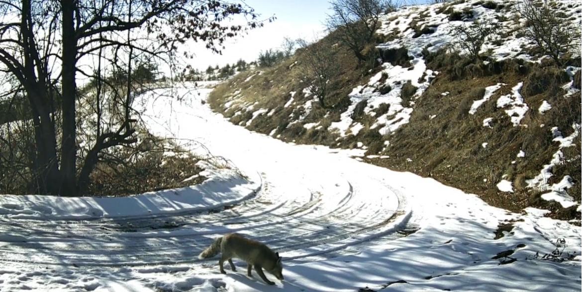 Nevşehir’de yaban hayatı fotokapan ile görüntülendi
