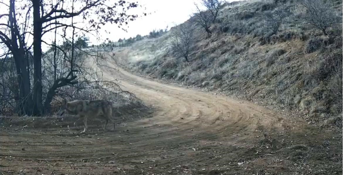 Nevşehir’de yaban hayatı fotokapan ile görüntülendi
