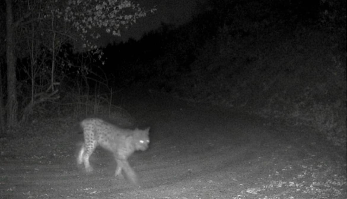 Nevşehir’de yaban hayatı fotokapan ile görüntülendi
