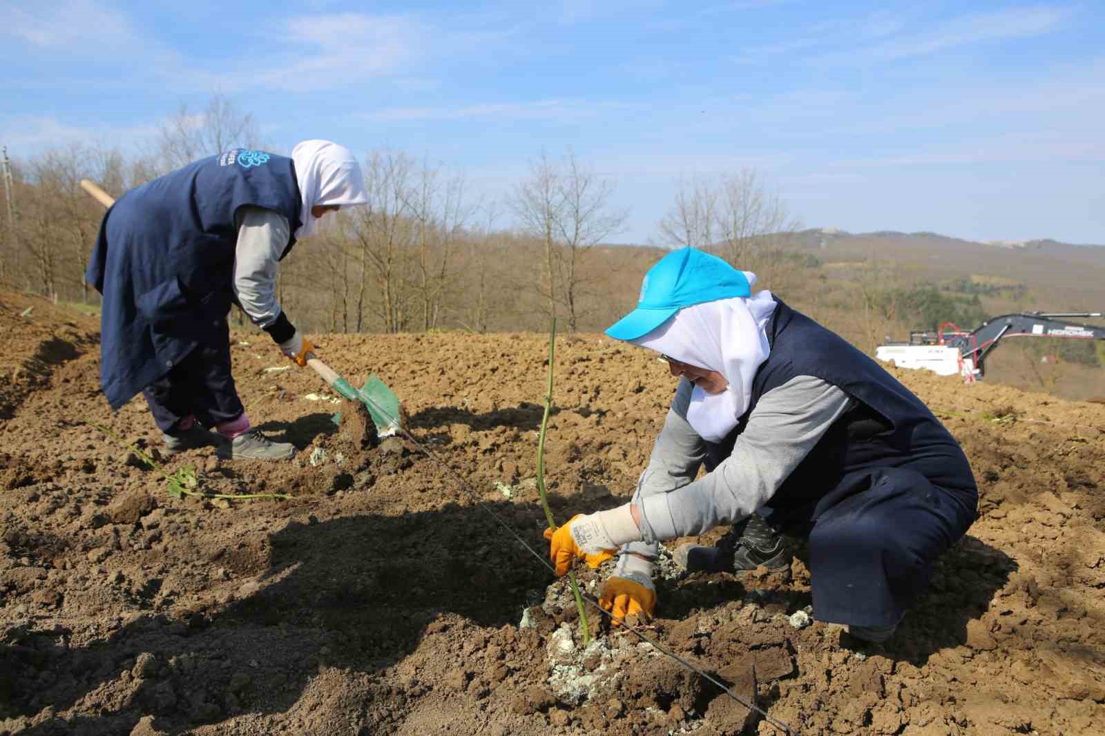 Nilüfer’de atıl araziler bereketleniyor
