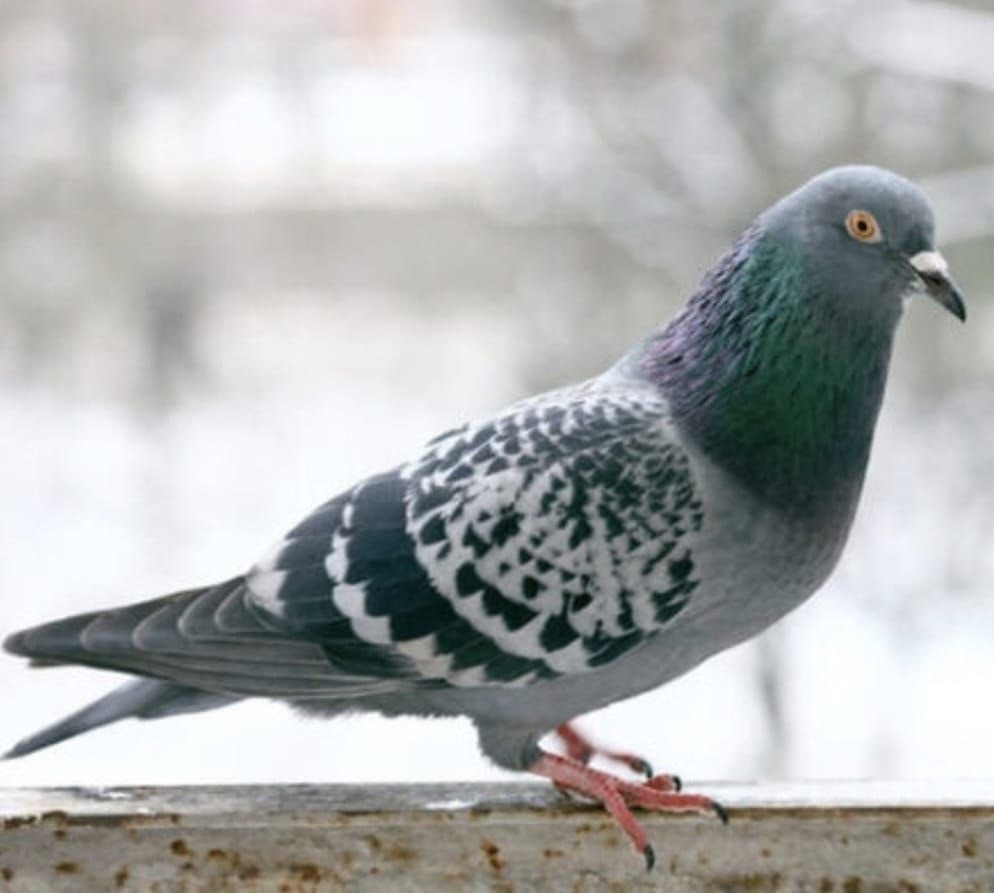 O anlar kamerada: Kasklı şüpheli damdaki kuşları çaldı
O anlar kamerada: Kasklı şüpheli damdaki kuşları çaldı