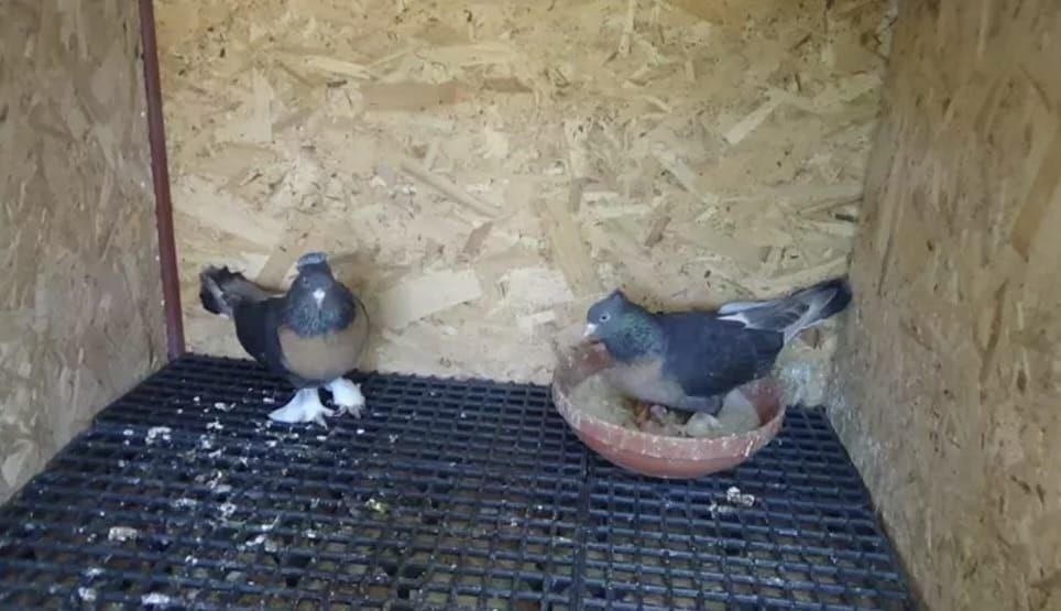 O anlar kamerada: Kasklı şüpheli damdaki kuşları çaldı
O anlar kamerada: Kasklı şüpheli damdaki kuşları çaldı