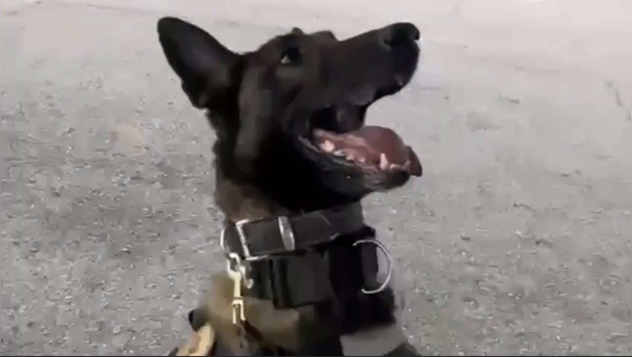 Ocak ayının en başarılı narkotik köpeği "Jardi" oldu
