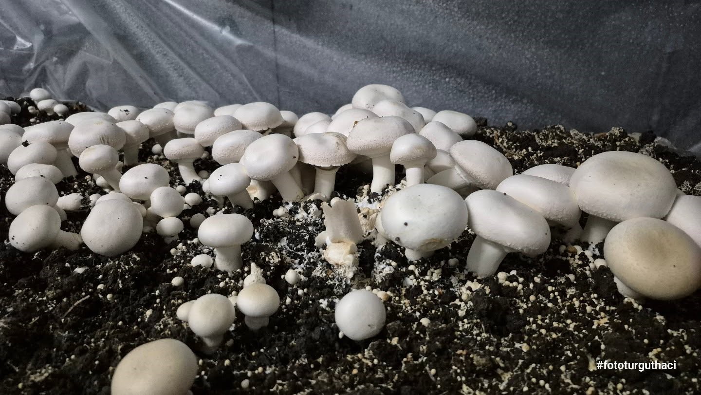 Öğrencilerin yetiştirdiği kültür mantarı hasadı yapıldı
