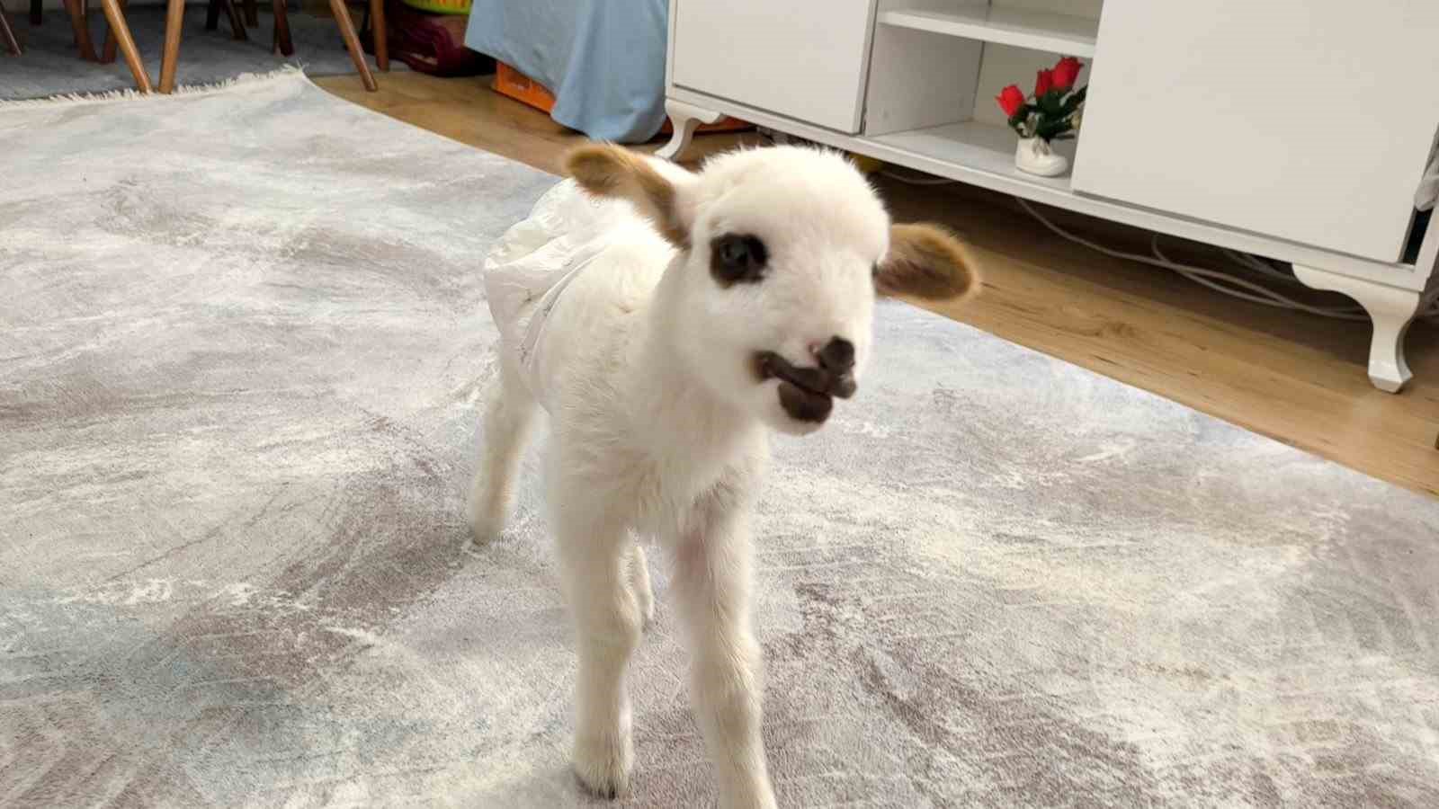 Öksüz kuzu "Balım", Şenol ailesinin şefkatiyle hayata tutundu
