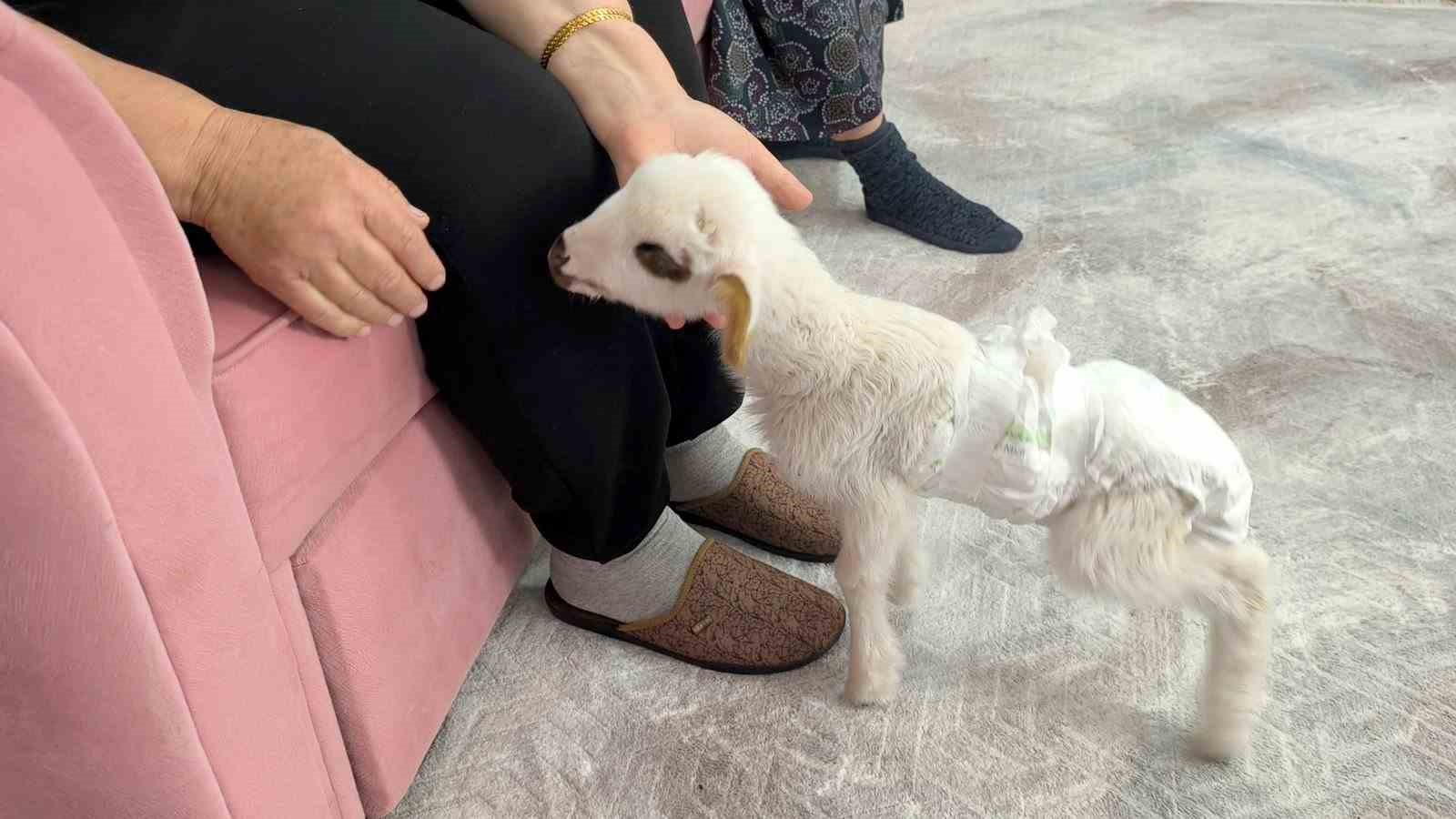 Öksüz kuzu "Balım", Şenol ailesinin şefkatiyle hayata tutundu
