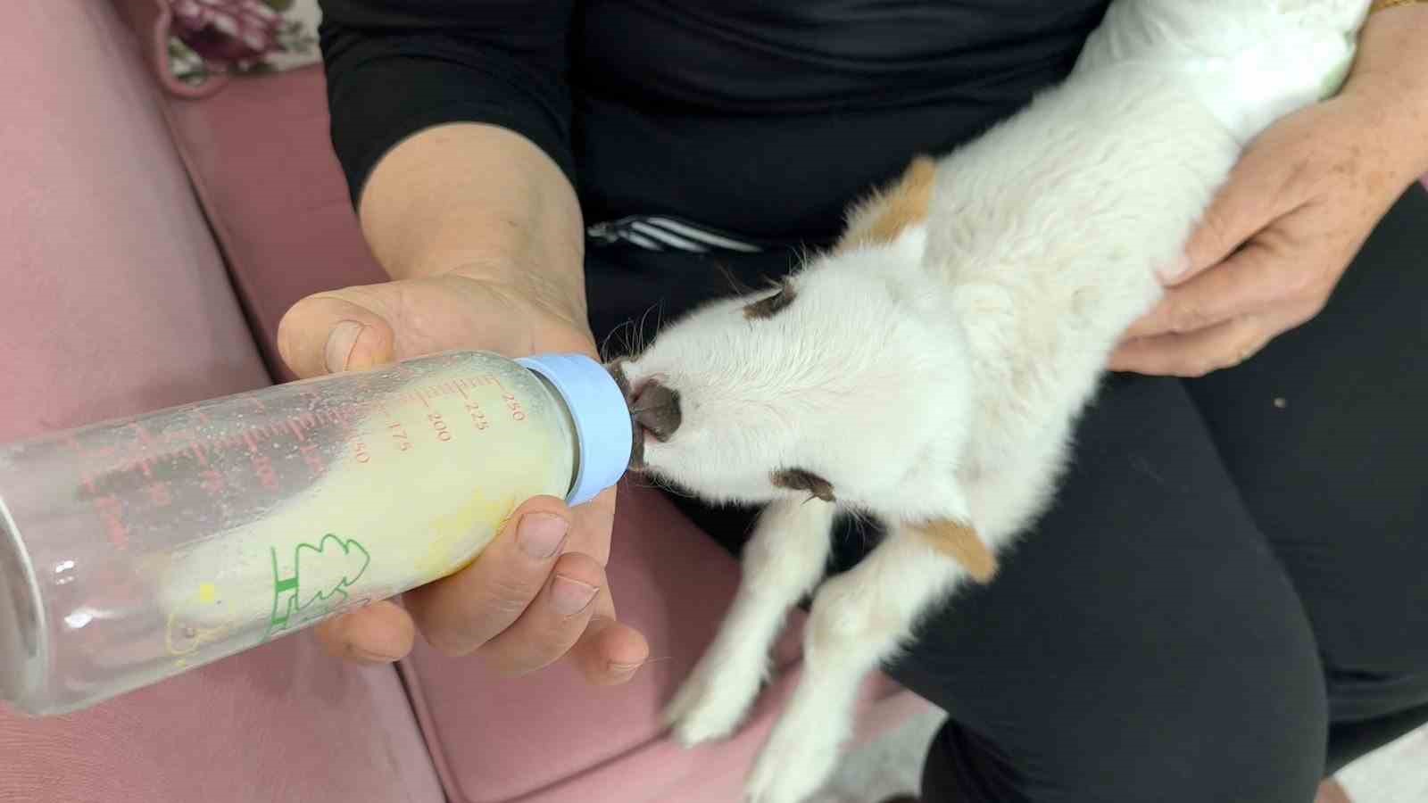 Öksüz kuzu "Balım", Şenol ailesinin şefkatiyle hayata tutundu
