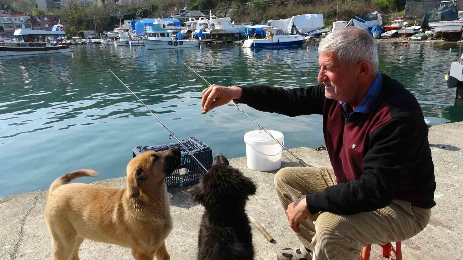 Olta tutkunu vatandaştan sokak köpeklerine şefkat
