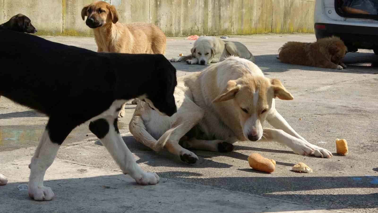 Olta tutkunu vatandaştan sokak köpeklerine şefkat
