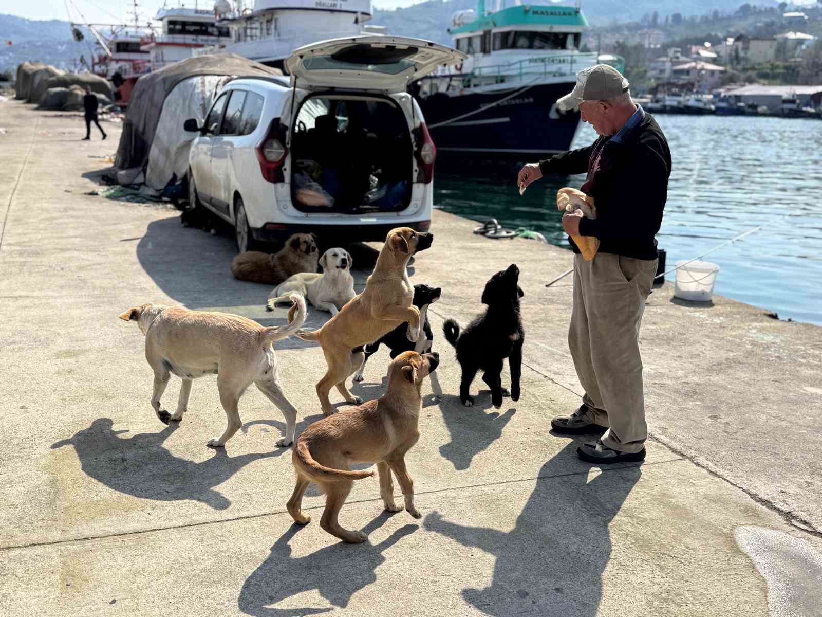 Olta tutkunu vatandaştan sokak köpeklerine şefkat
