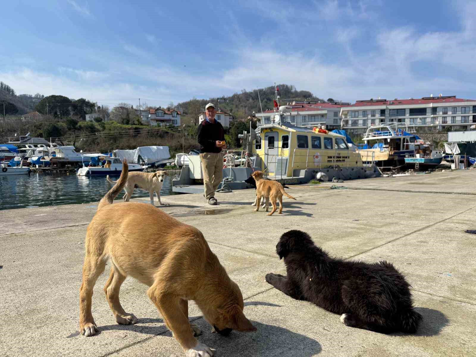 Olta tutkunu vatandaştan sokak köpeklerine şefkat
