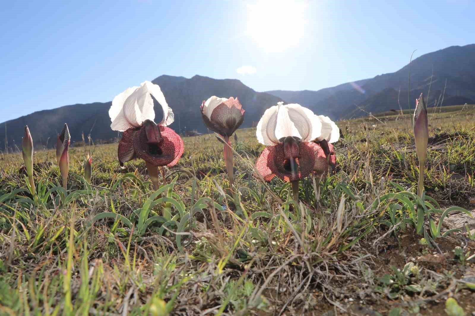 Oltu’da kurt kulakları meraları süslüyor
