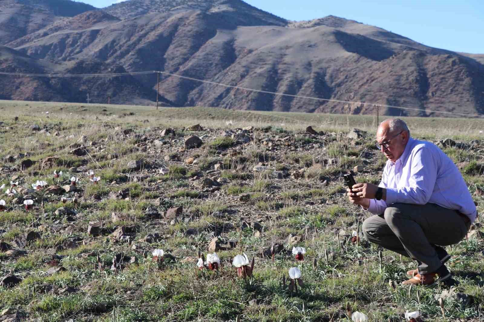 Oltu’da kurt kulakları meraları süslüyor
