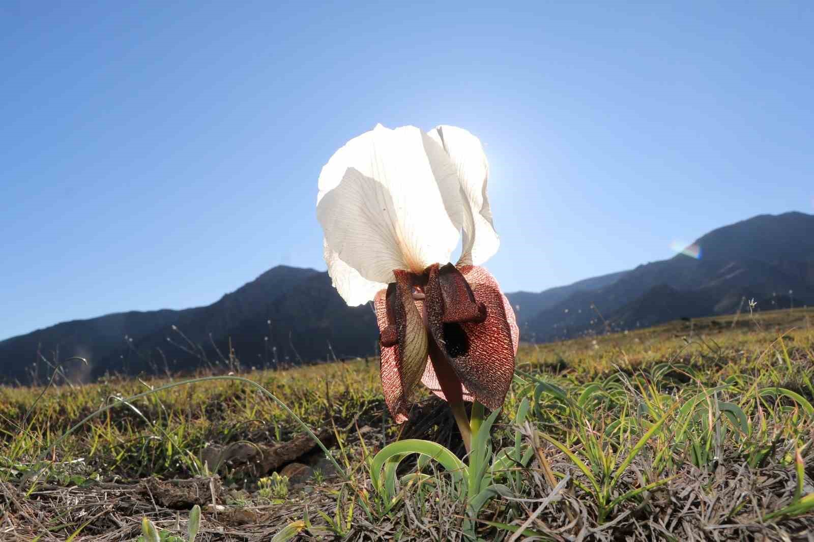 Oltu’da kurt kulakları meraları süslüyor
