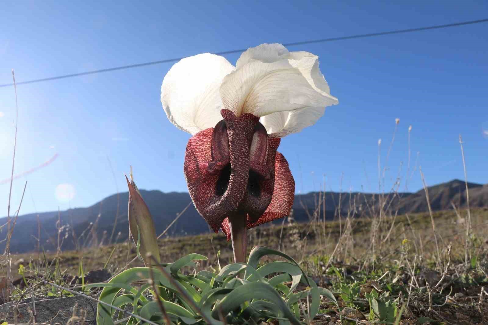 Oltu’da kurt kulakları meraları süslüyor
