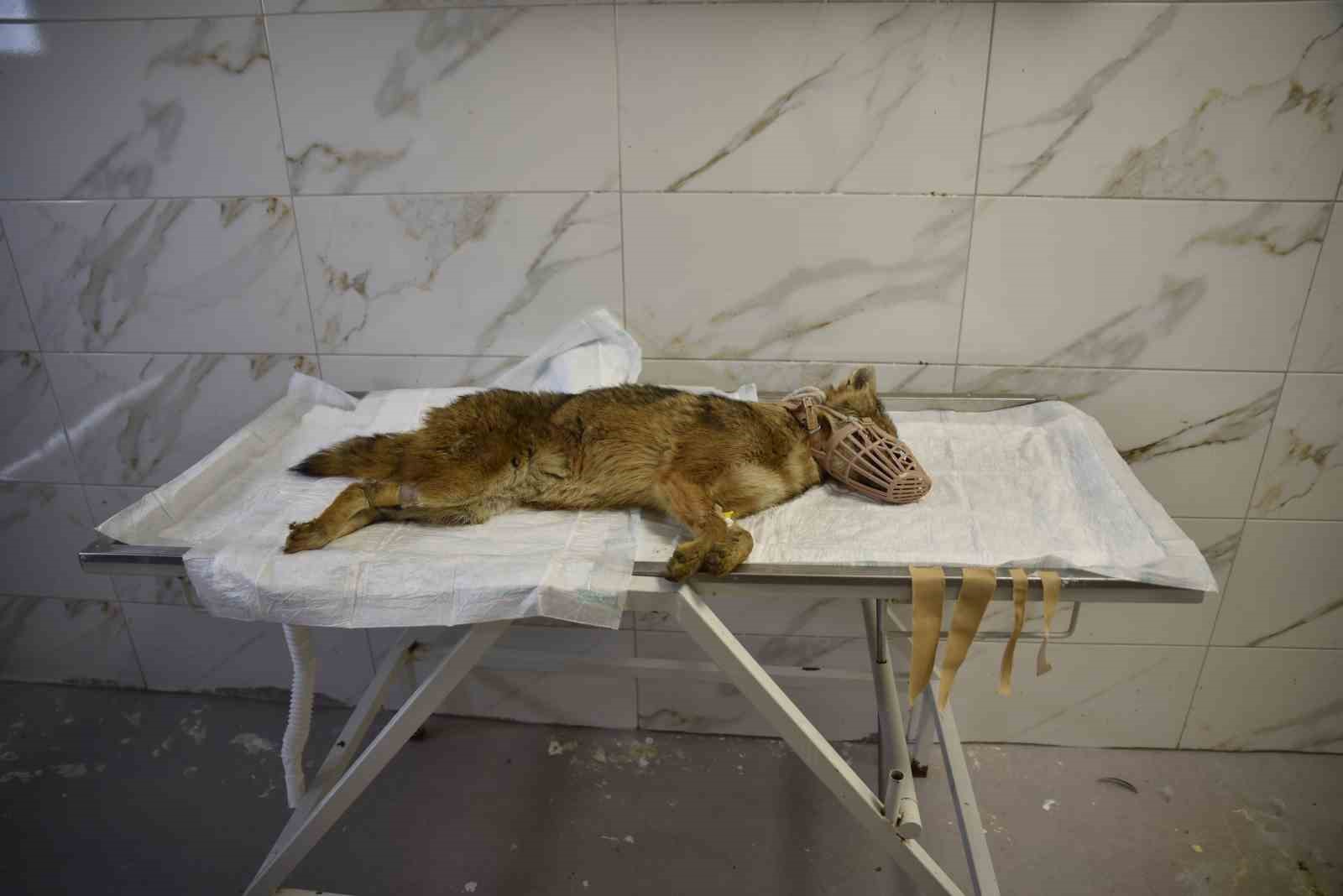 Ölümcül virüse yakalanan çakal tedavi ediliyor
