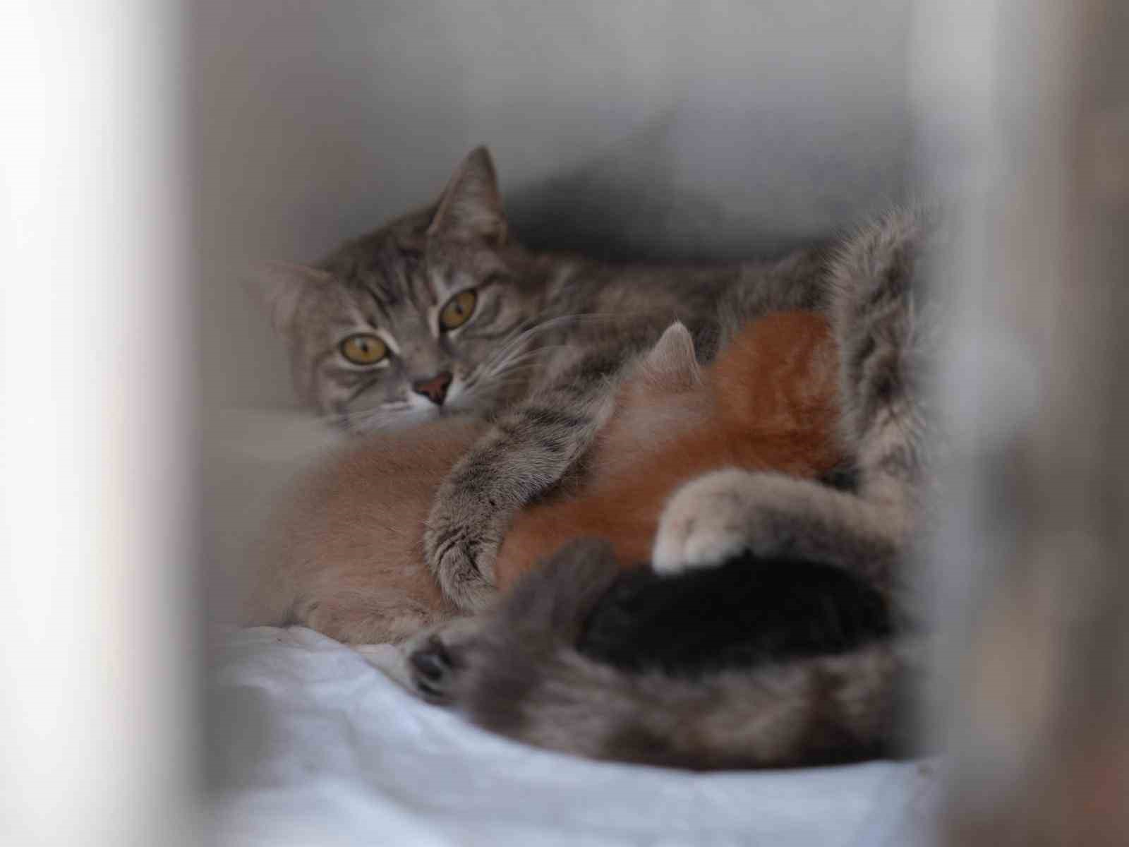 Ölümden dönen yavru kedilere süt anne kucak açtı
