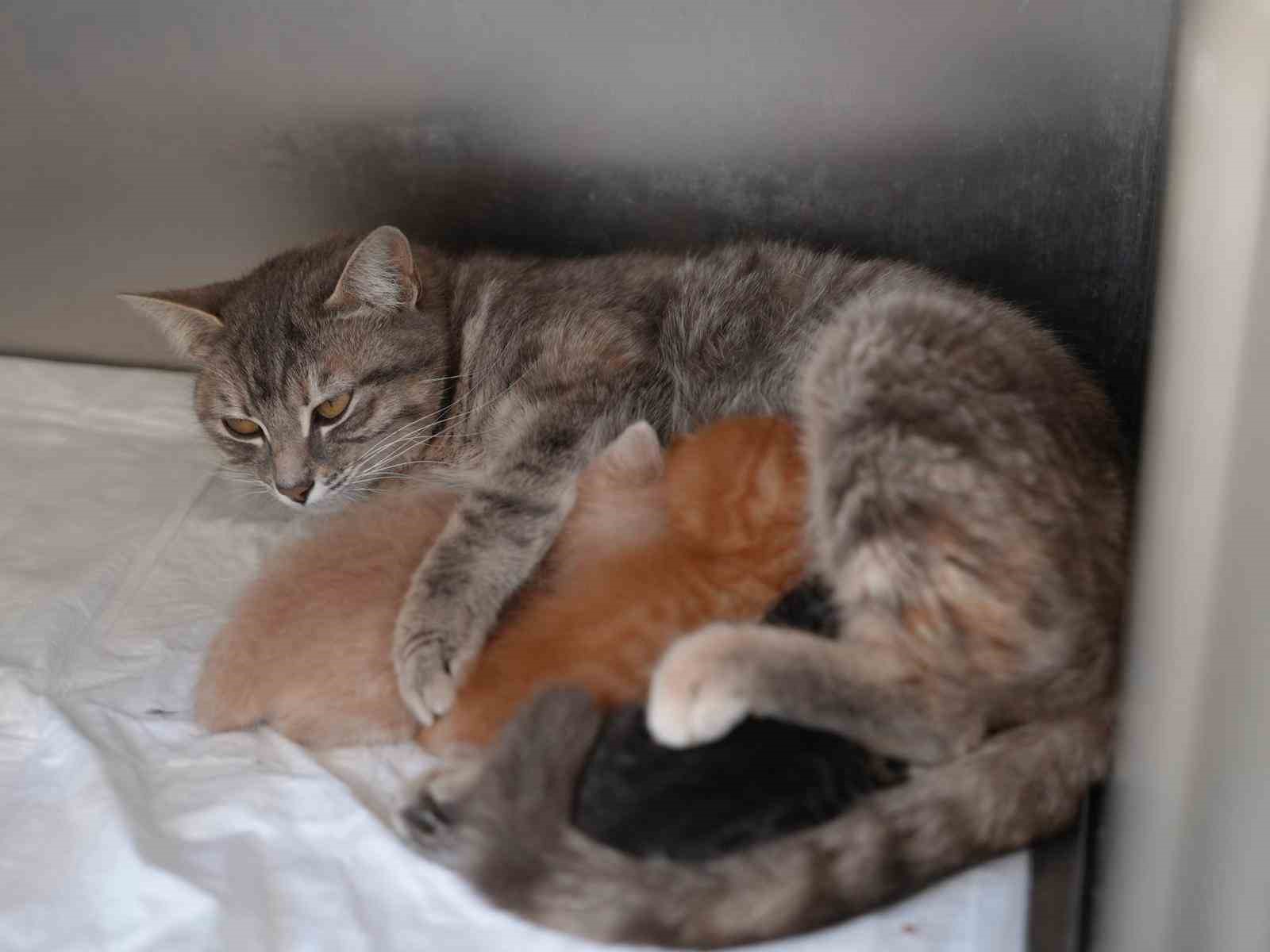 Ölümden dönen yavru kedilere süt anne kucak açtı
