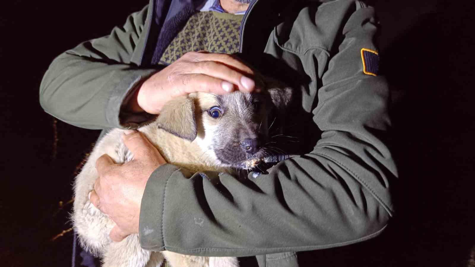 Ölüme terk edilmiş köpek yavrularına sahip çıktı
