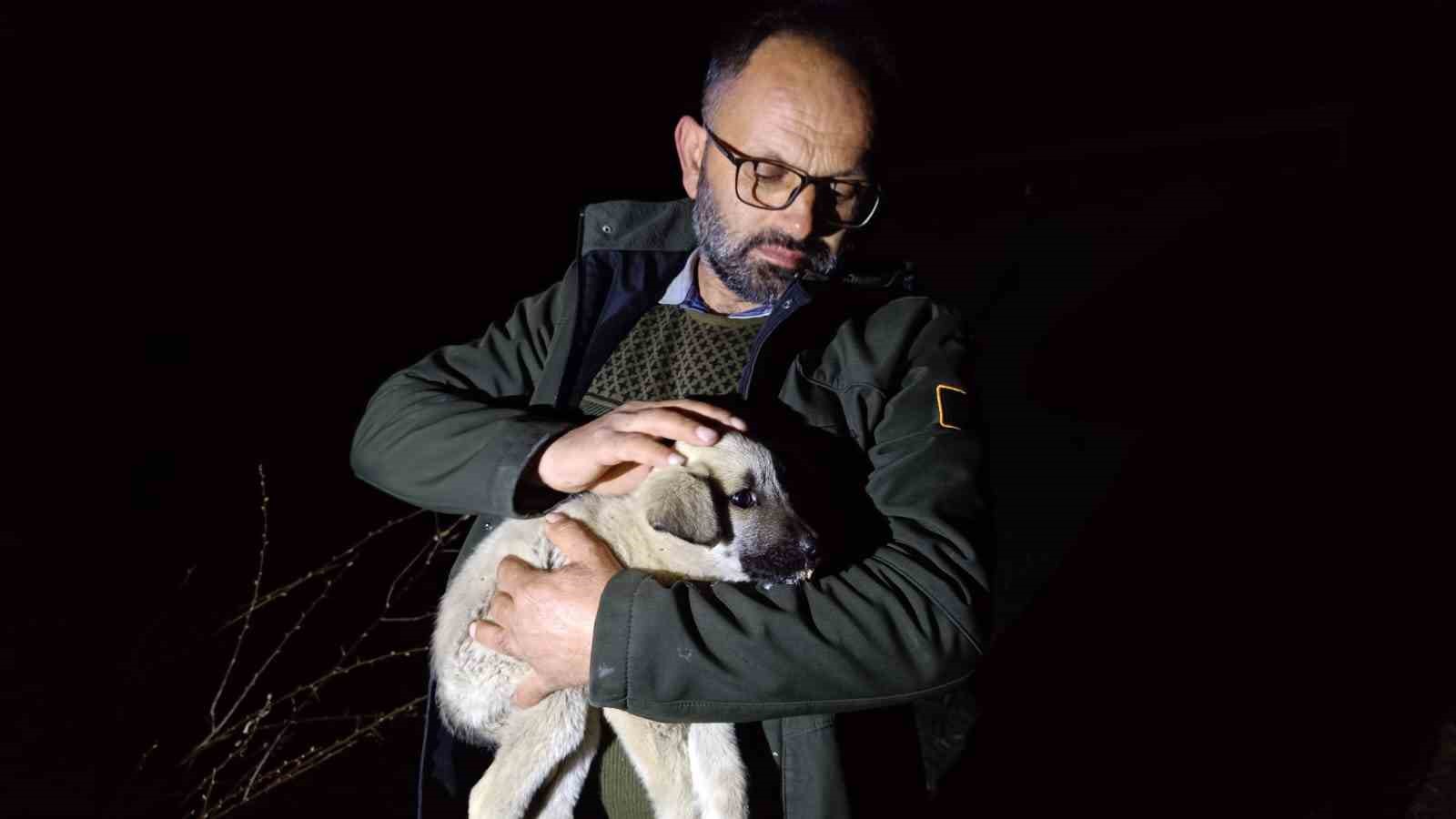 Ölüme terk edilmiş köpek yavrularına sahip çıktı
