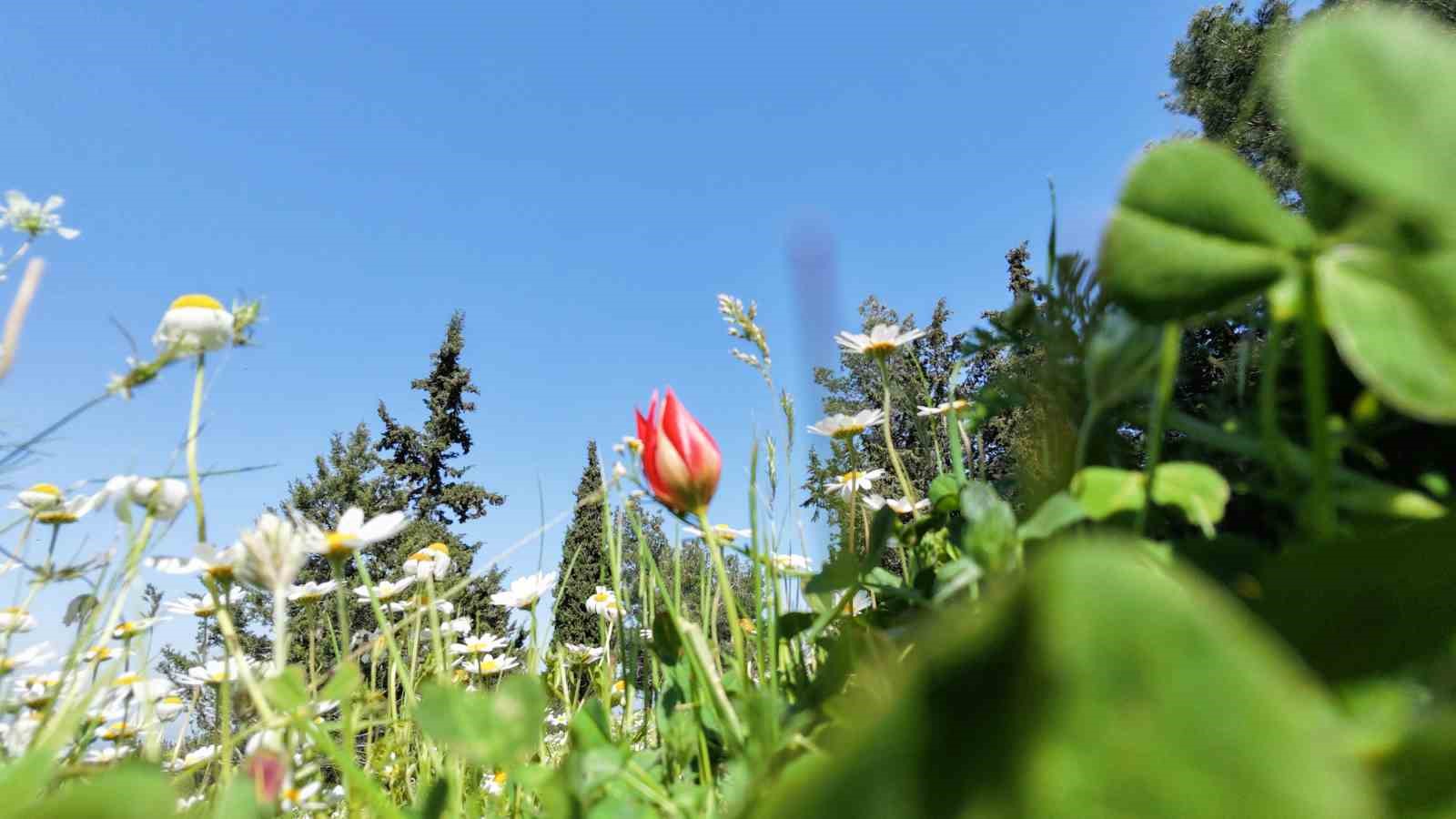 Ömrü 10 gün, koparmanın cezası araba parası
