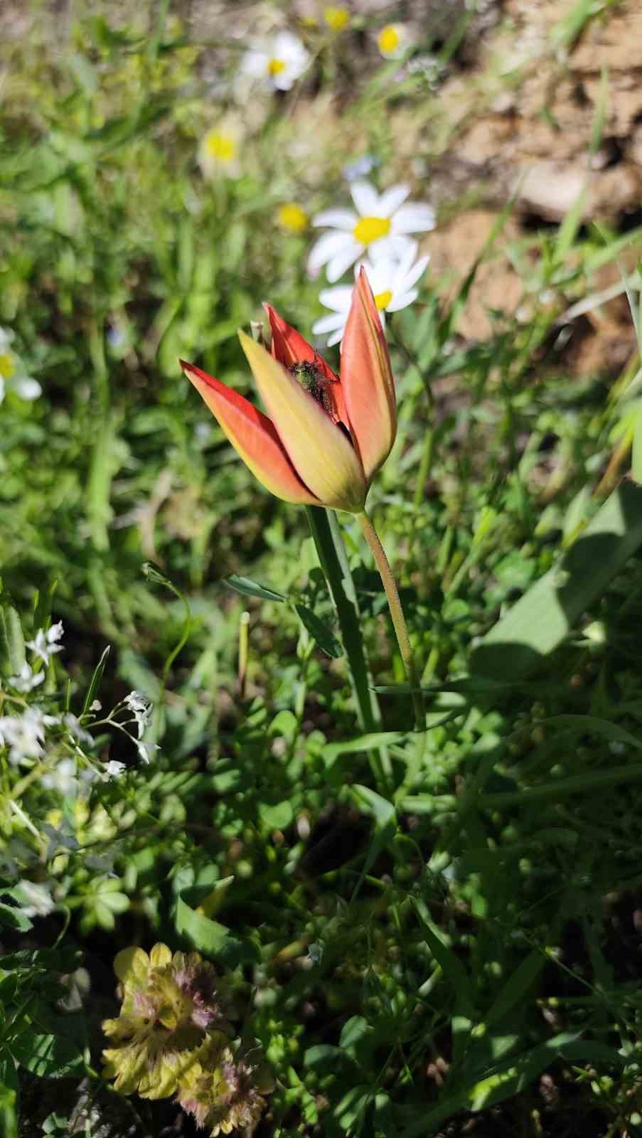 Ömrü 10 gün, koparmanın cezası araba parası
