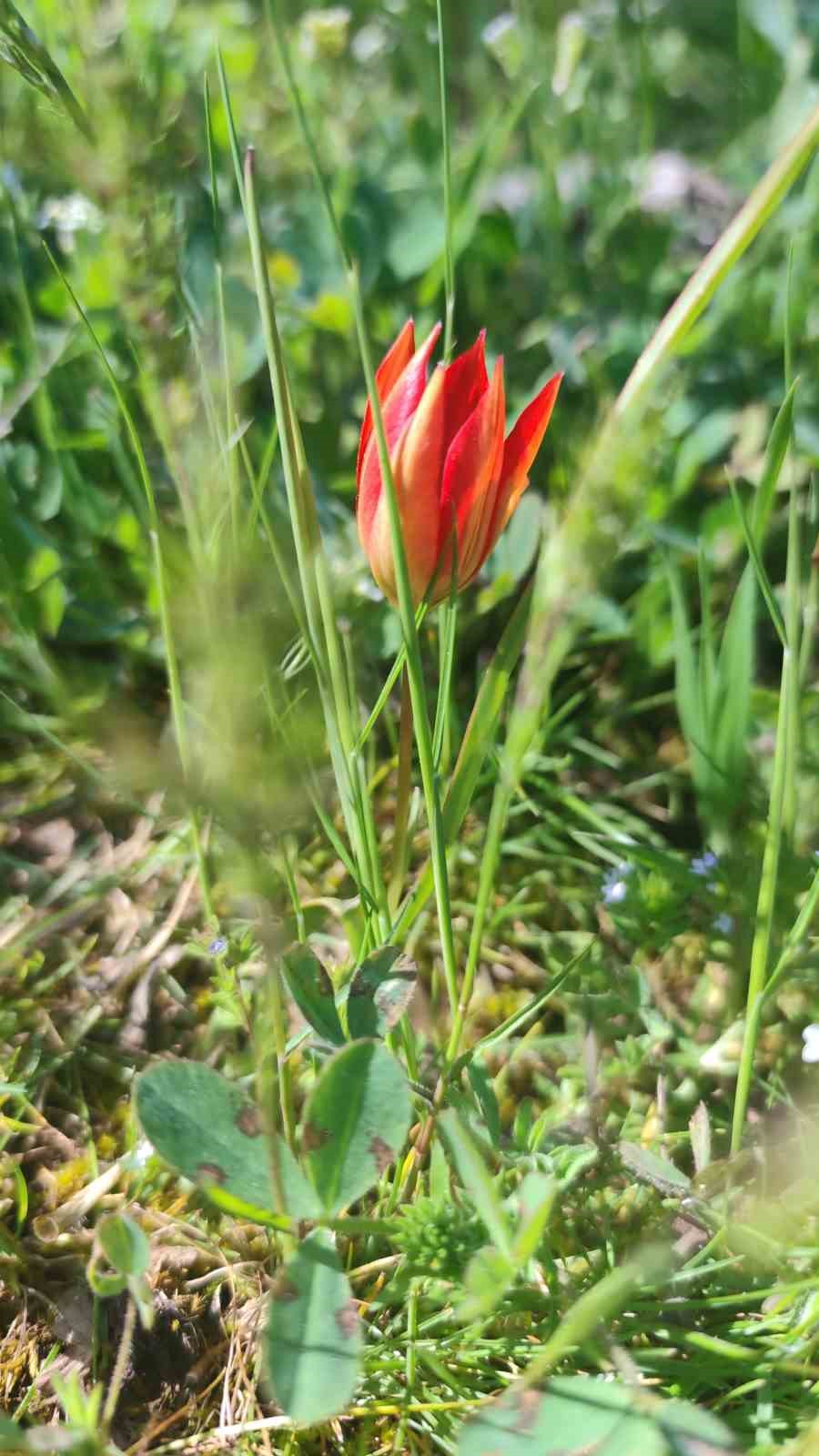 Ömrü 10 gün, koparmanın cezası araba parası
