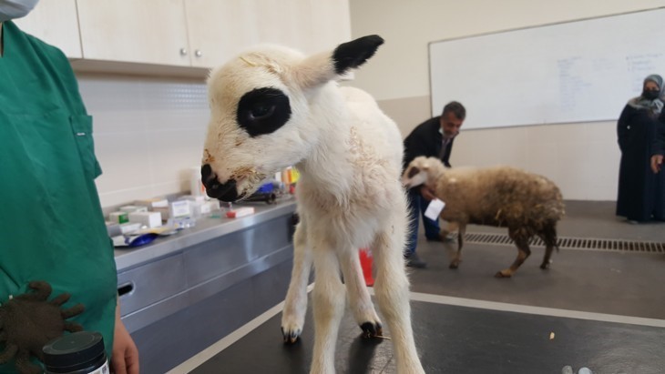 OMÜ Hayvan Hastanesi 2025’te 30 bin 842 hastaya hizmet verdi
OMÜ Hayvan Hastanesi 2025’te 30 bin 842 hastaya hizmet verdi