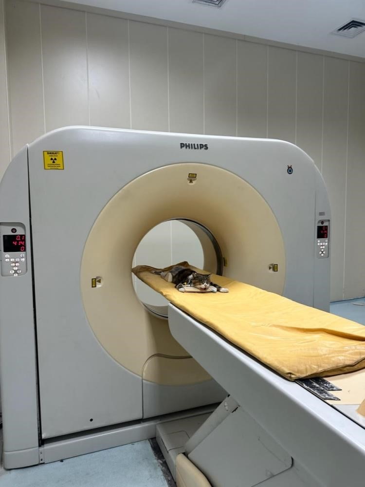 OMÜ Hayvan Hastanesi 2025’te 30 bin 842 hastaya hizmet verdi
OMÜ Hayvan Hastanesi 2025’te 30 bin 842 hastaya hizmet verdi