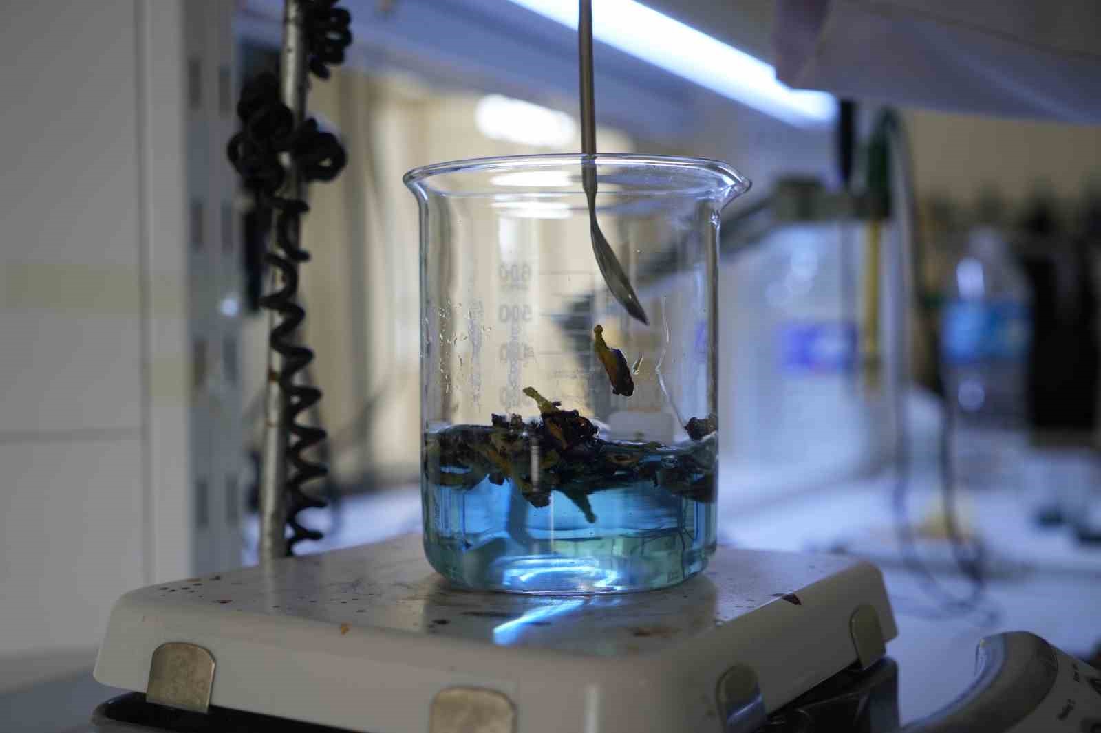 OMÜ projesiyle gıda endüstrisine pH duyarlı doğal renklendirici adayı
