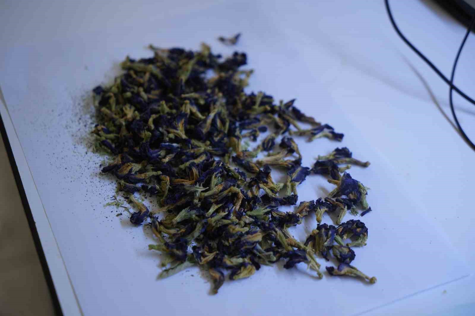 OMÜ projesiyle gıda endüstrisine pH duyarlı doğal renklendirici adayı
