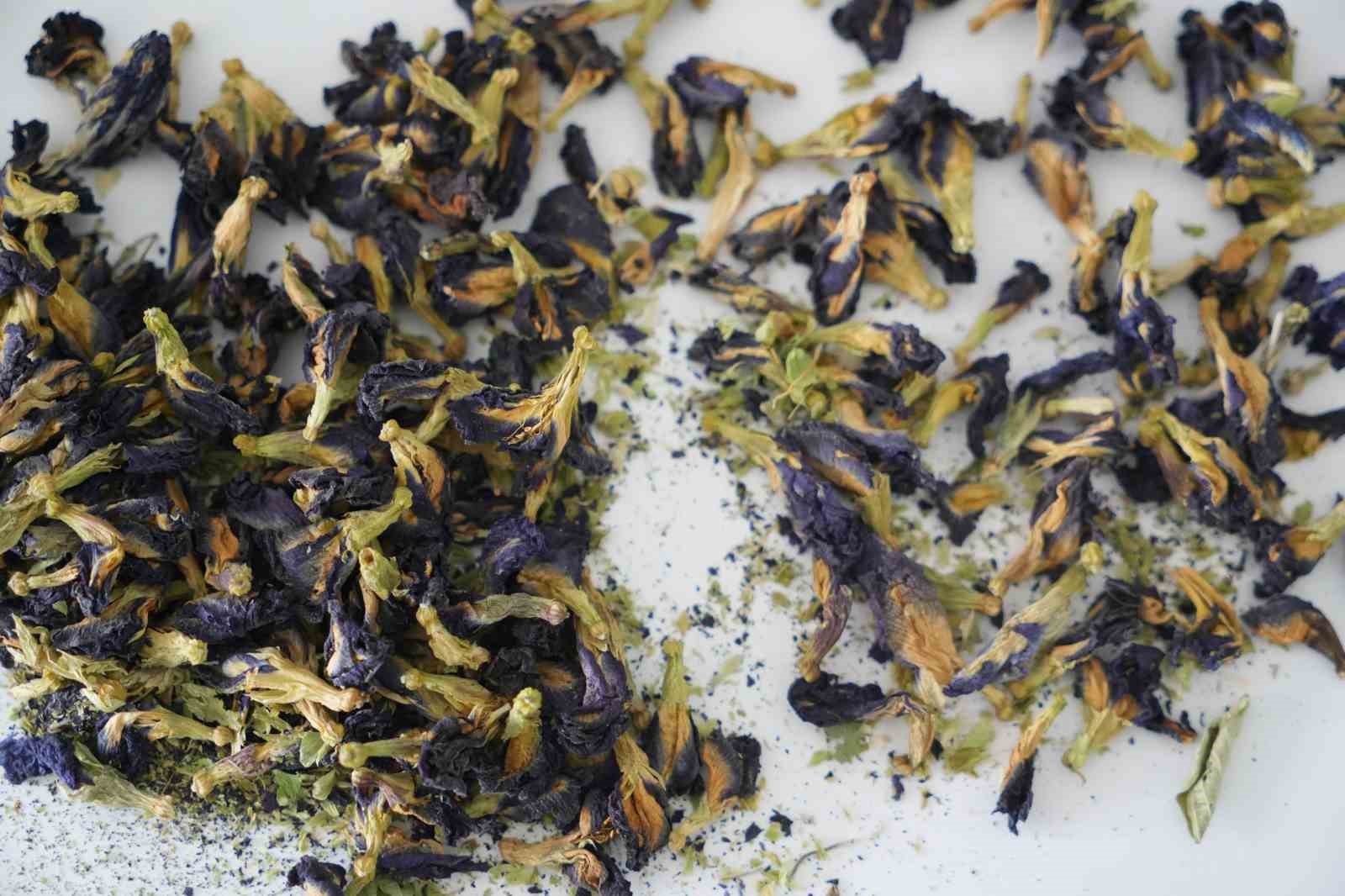 OMÜ projesiyle gıda endüstrisine pH duyarlı doğal renklendirici adayı
