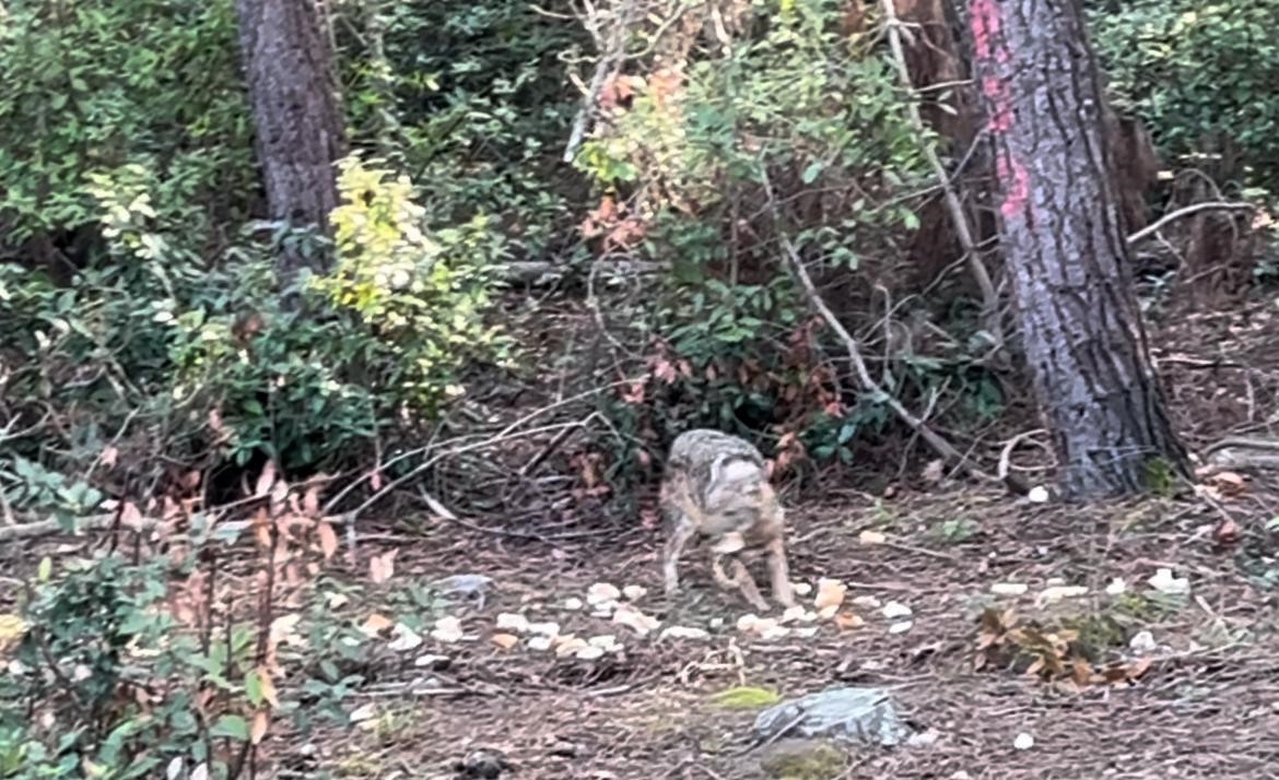 Önce karnını doyurdu, sonra gözden kayboldu
Önce karnını doyurdu, sonra gözden kayboldu