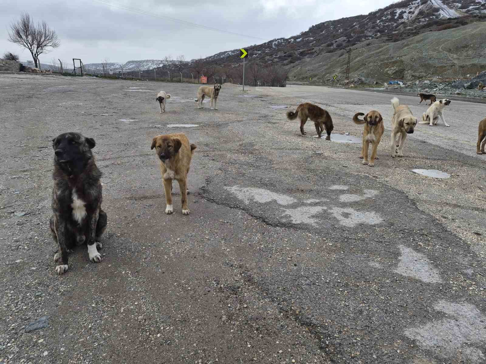 Onlarca köpek bu yuvalarda ısınıyor
