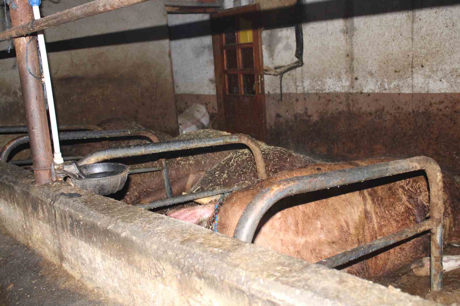 Ordu’da ahır yangını: 27 büyükbaş hayvan telef oldu
