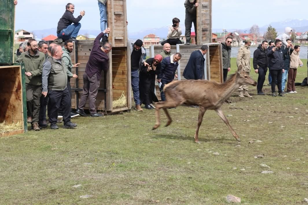 Ordu’da doğaya 16 kızıl geyik salındı
