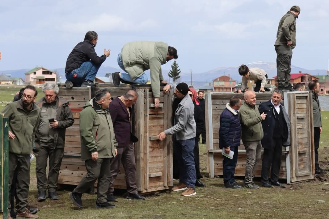 Ordu’da doğaya 16 kızıl geyik salındı
