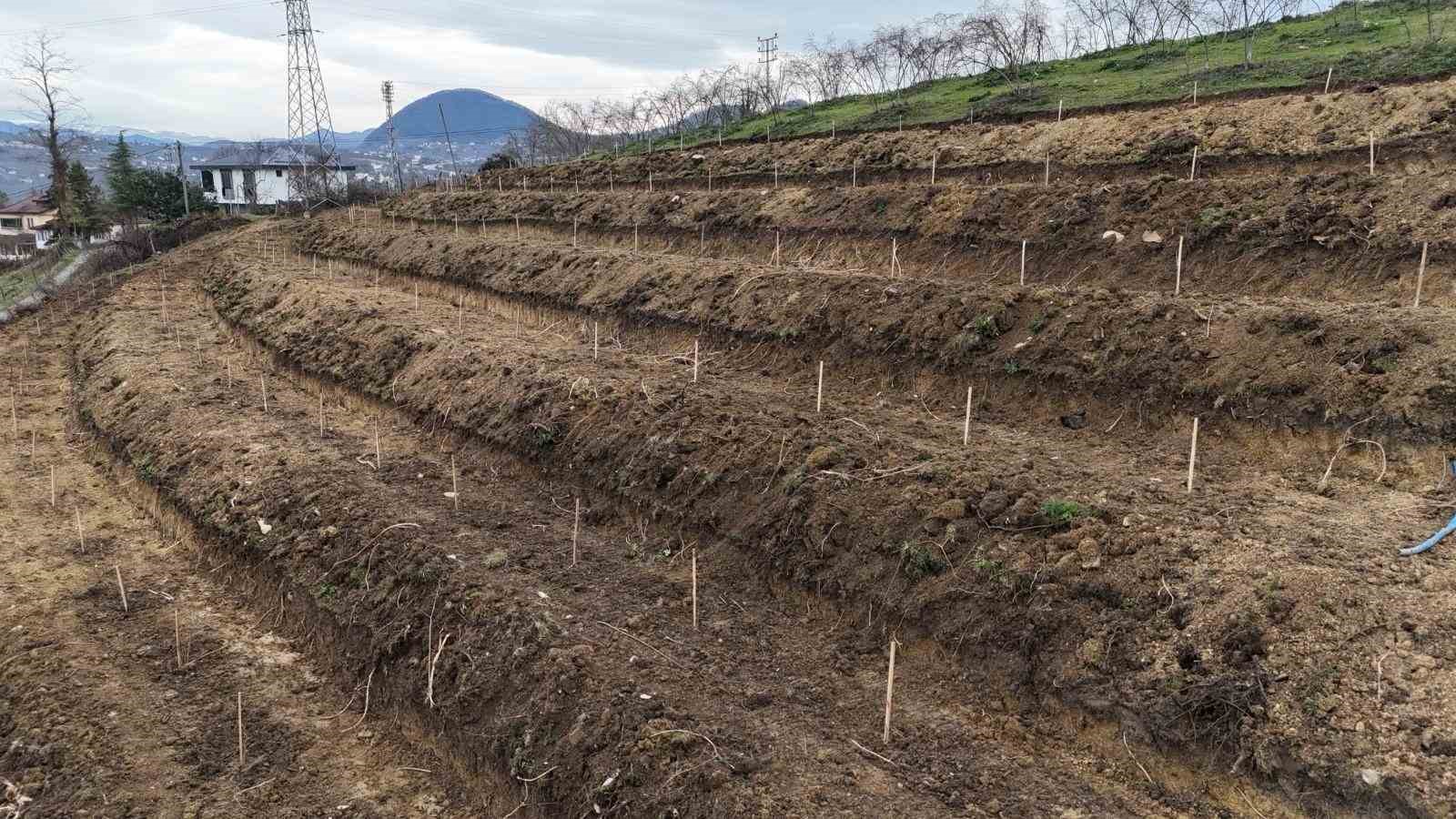 Ordu’da fındıkta verimi arttırmak için yeni teknikler
