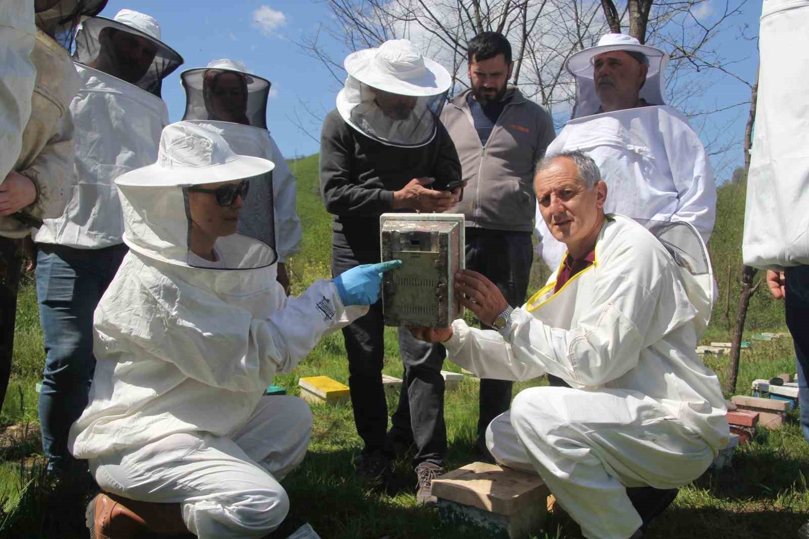 Ordu’da kraliçe arı hamlesi: Arıcılar hem üretecek hem satacak
