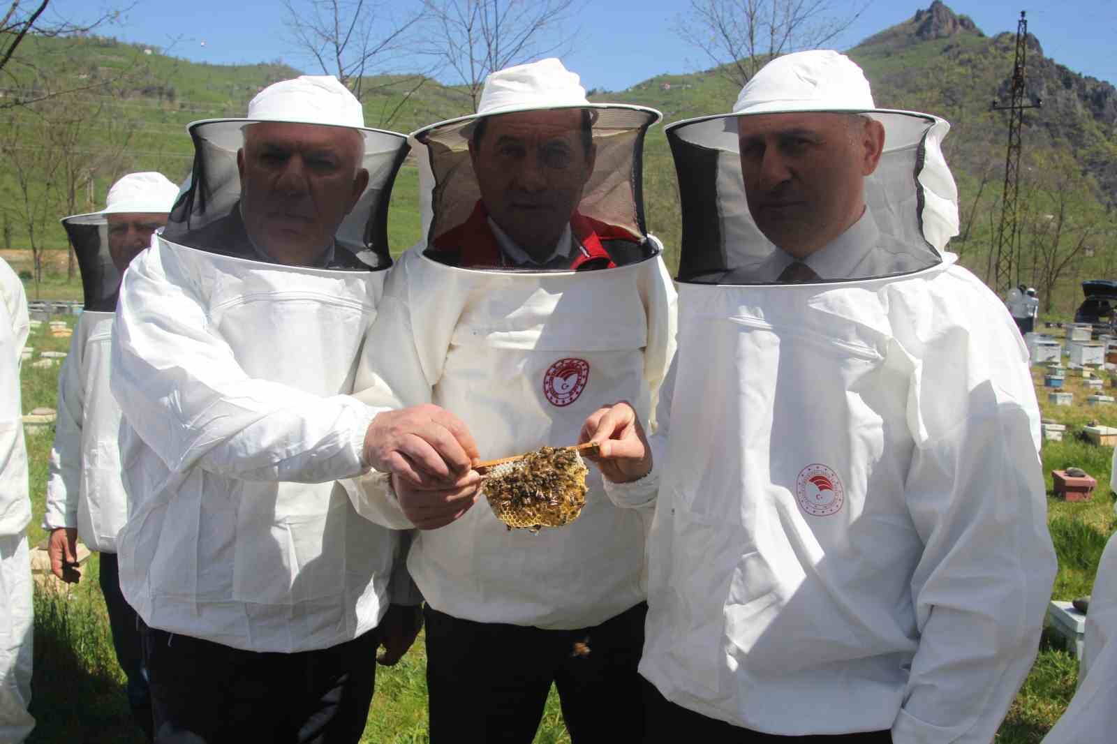 Ordu’da kraliçe arı hamlesi: Arıcılar hem üretecek hem satacak
