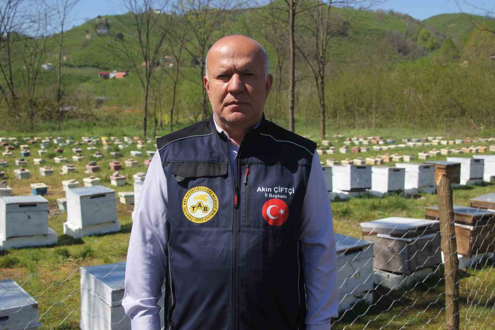 Ordu’da kraliçe arı hamlesi: Arıcılar hem üretecek hem satacak
