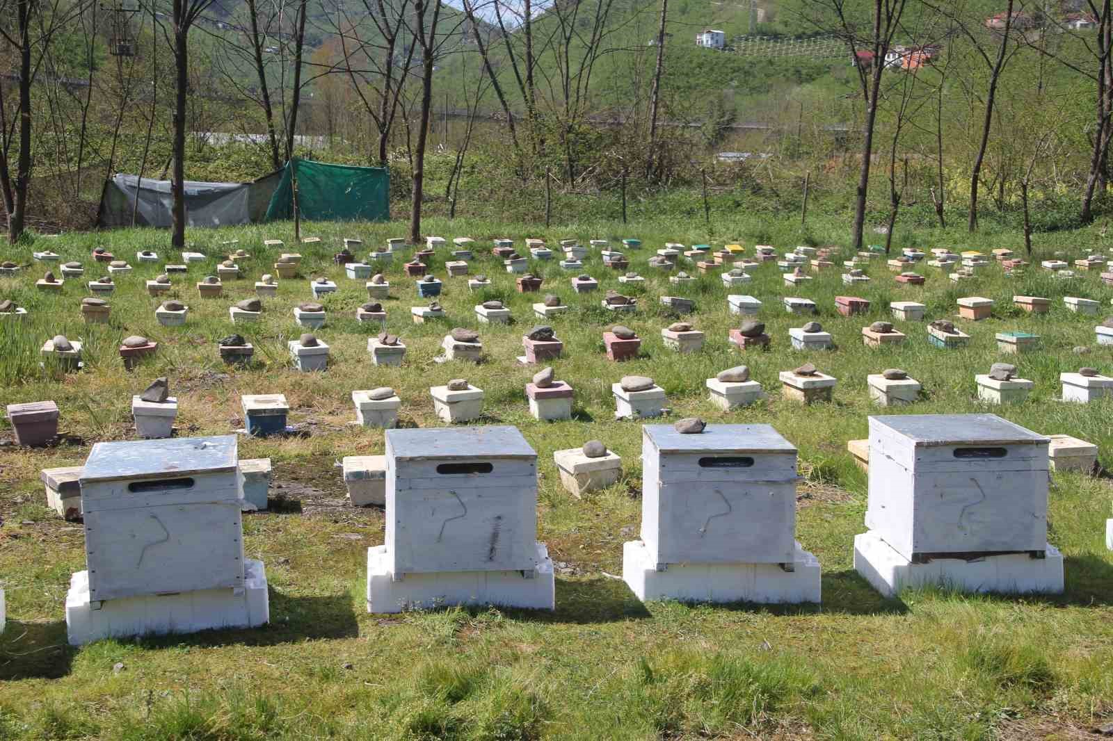 Ordu’da kraliçe arı hamlesi: Arıcılar hem üretecek hem satacak
