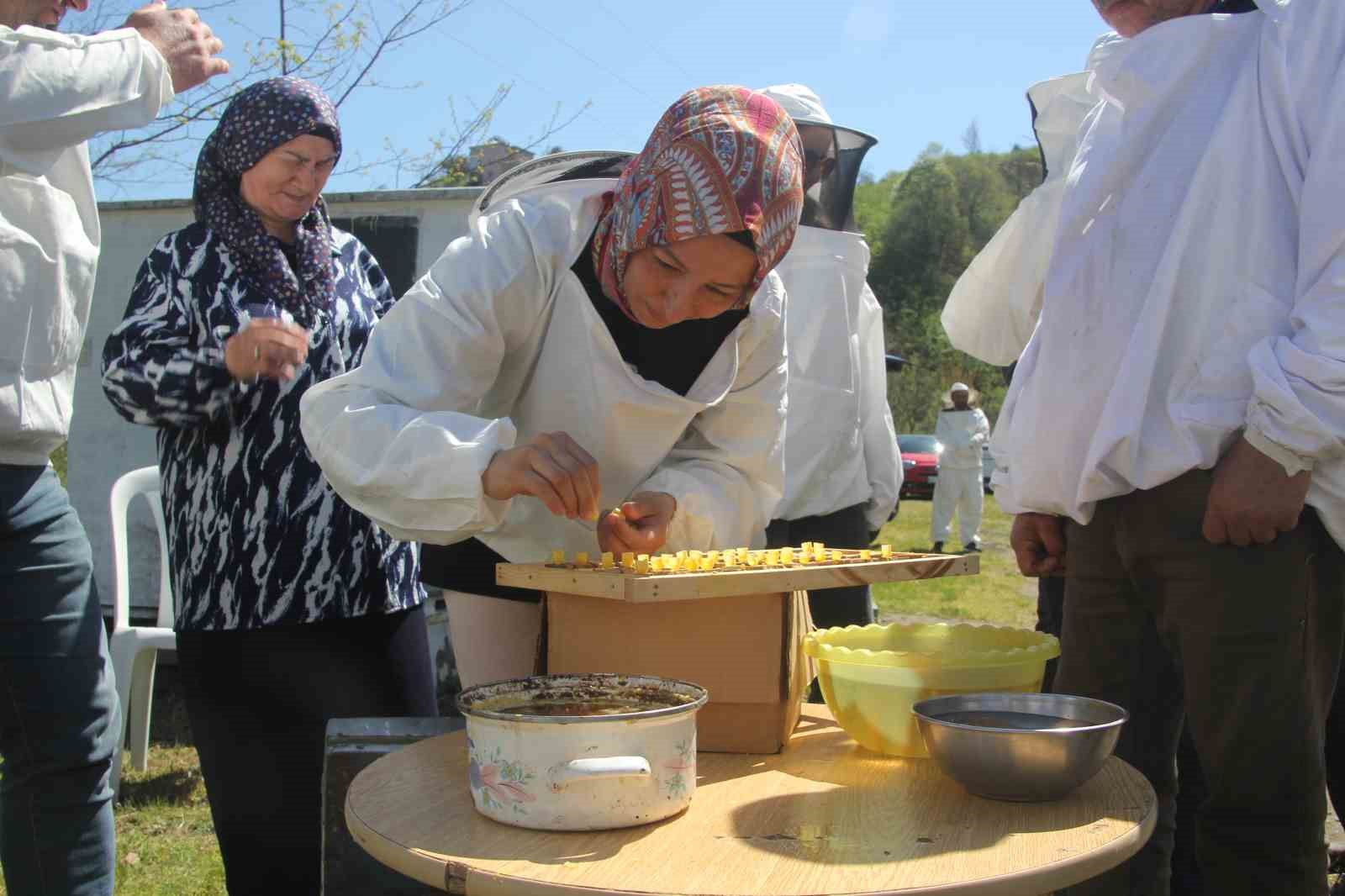 Ordu’da kraliçe arı hamlesi: Arıcılar hem üretecek hem satacak
