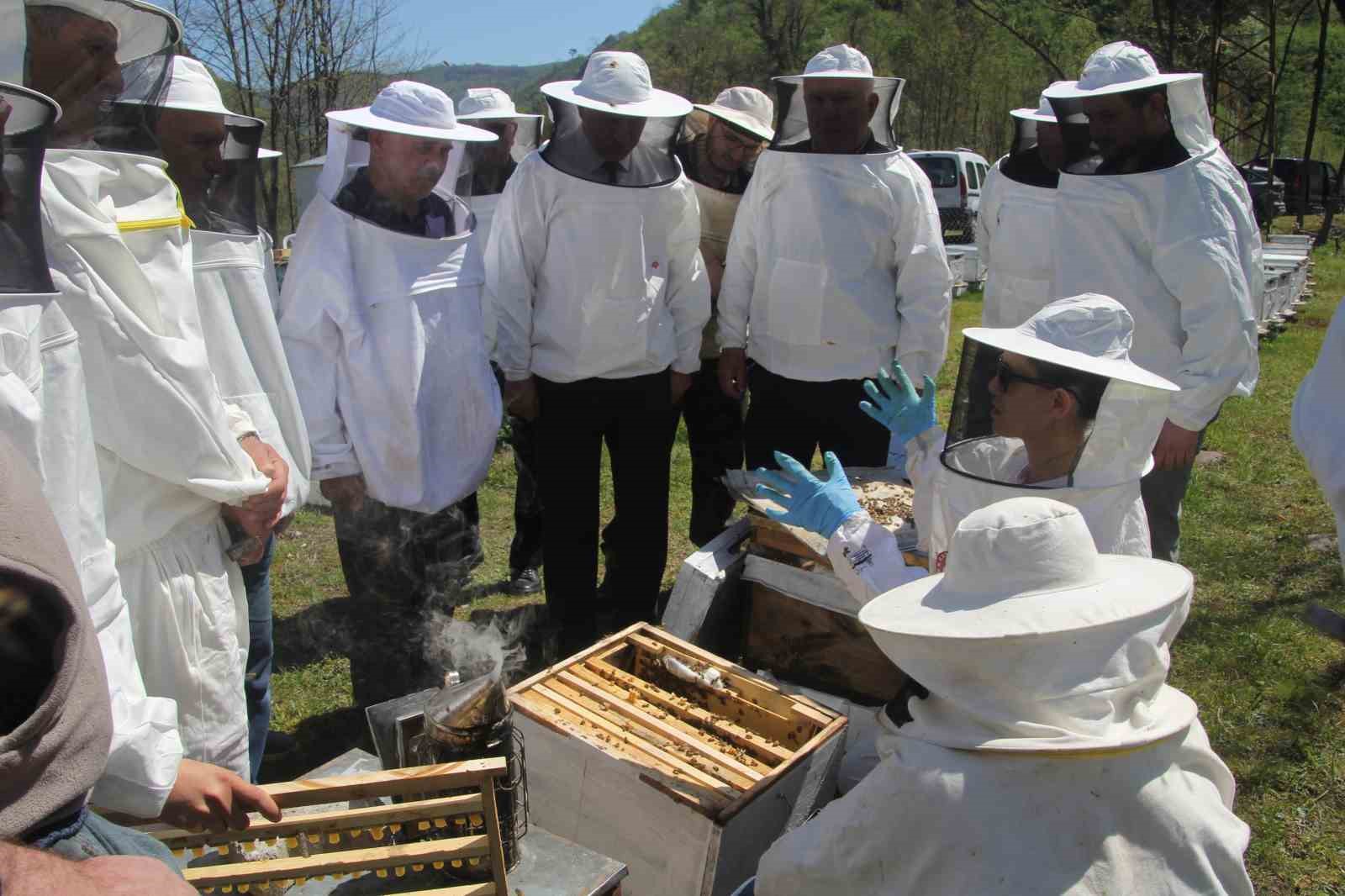 Ordu’da kraliçe arı hamlesi: Arıcılar hem üretecek hem satacak
