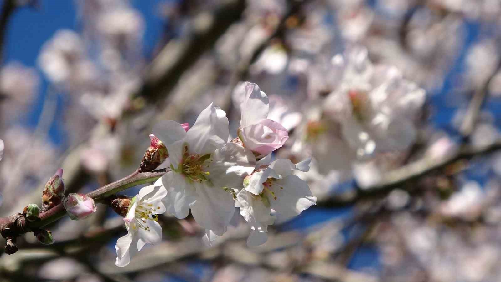 Ordu’da yalancı bahar: Meyve ağaçları kışın çiçek açtı
