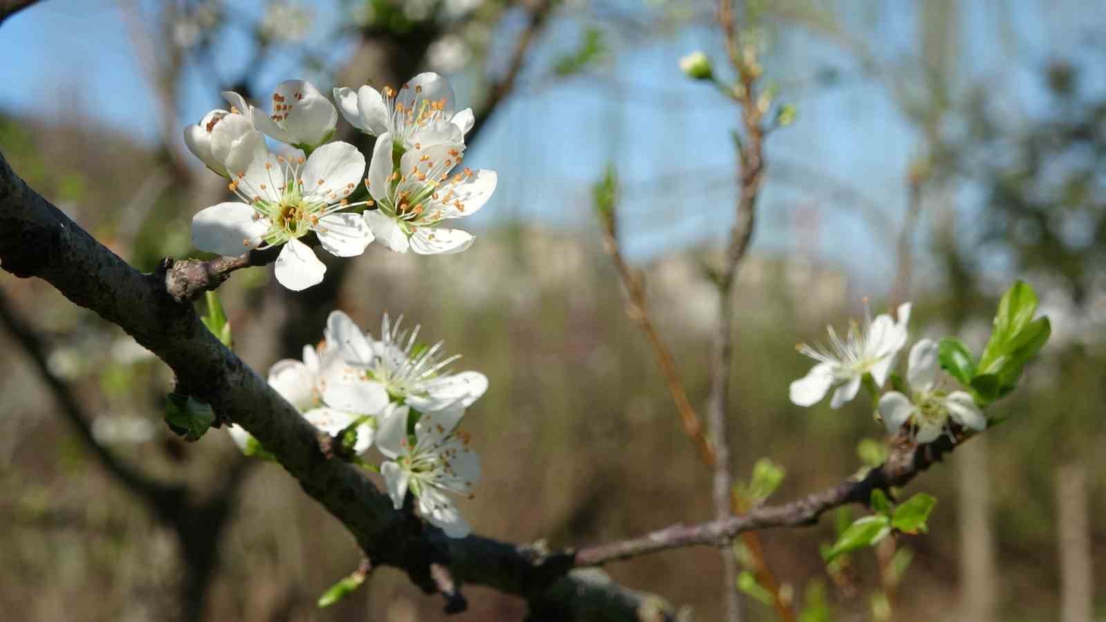 Ordu’da yalancı bahar: Meyve ağaçları kışın çiçek açtı

