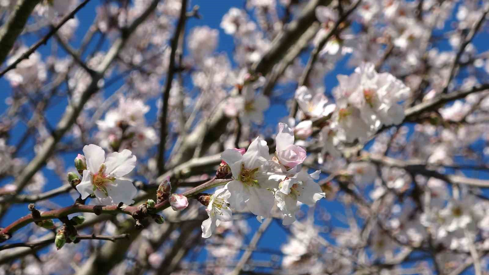Ordu’da yalancı bahar: Meyve ağaçları kışın çiçek açtı
