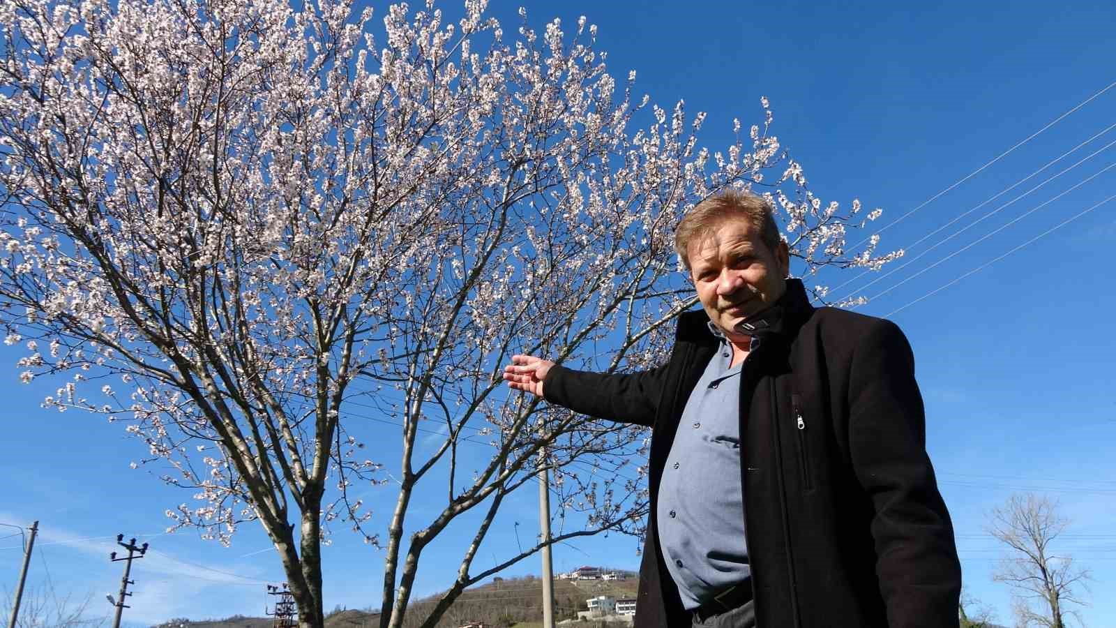 Ordu’da yalancı bahar: Meyve ağaçları kışın çiçek açtı
